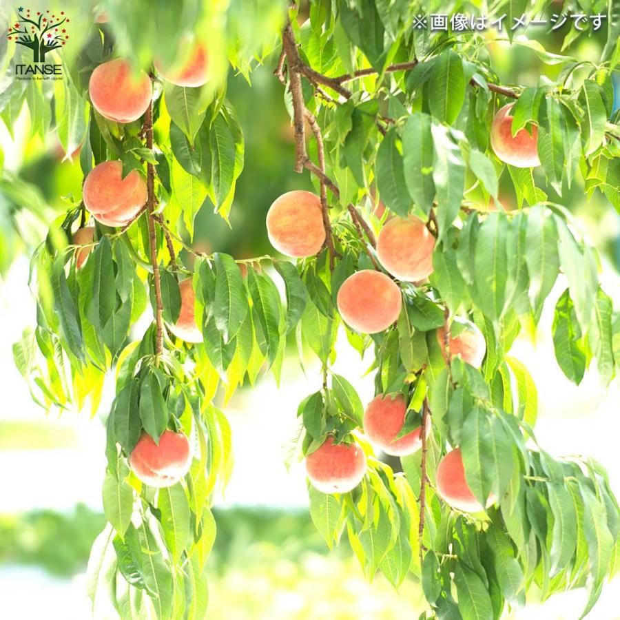 白桃 苗木 果樹 鉢植え　実付き　大苗 桃の苗木 白桃【果樹の苗木 4〜5号ポット／1個売り】 : shopooo by GMO