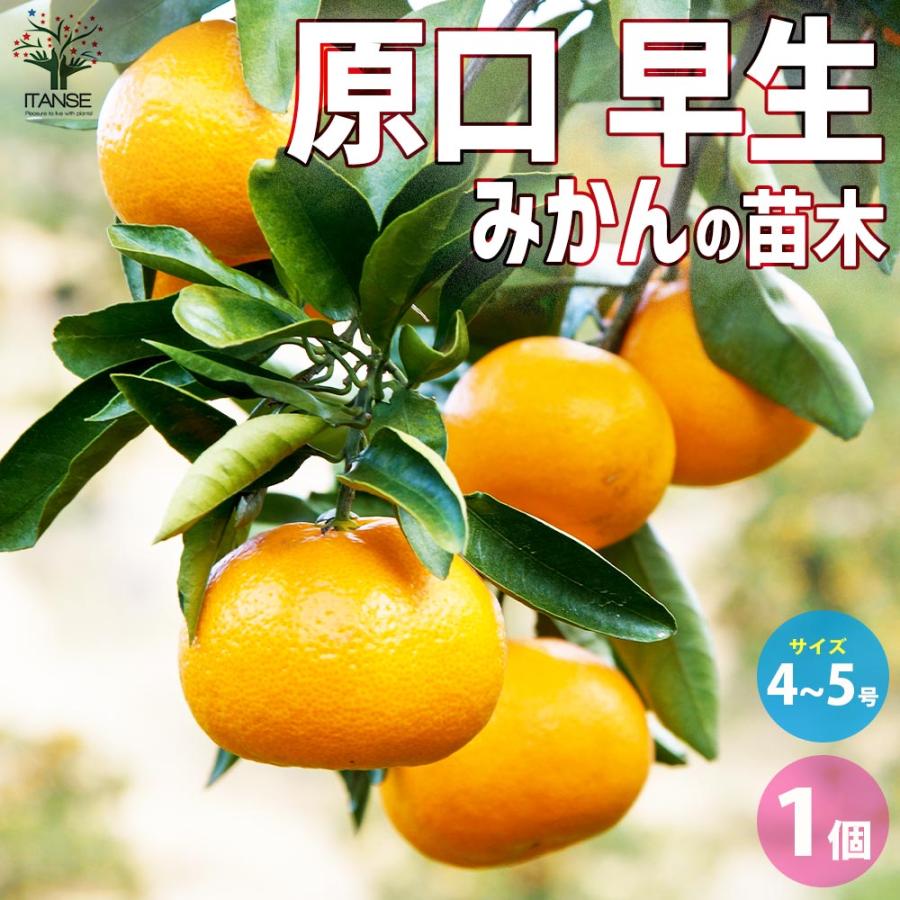 みかんの苗木 原口早生みかん【果樹の苗木 4〜5号ポット／1個売り