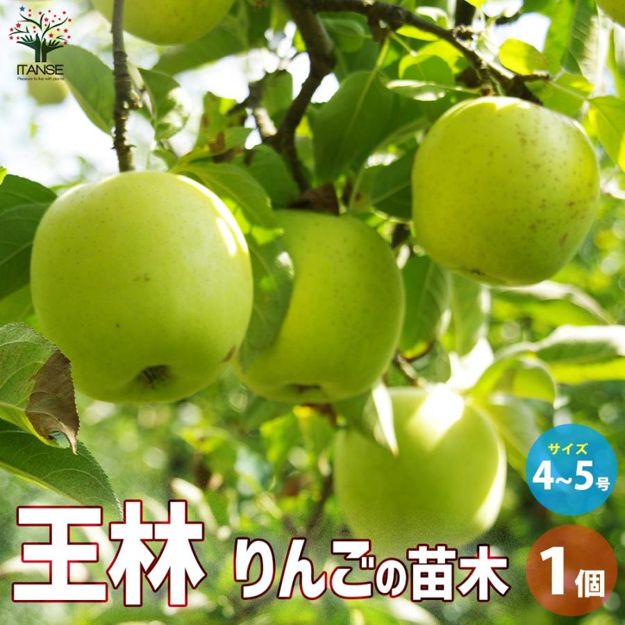 りんごの苗木 王林【果樹の苗木 4〜5号ポット／1個売り】 : shopooo by
