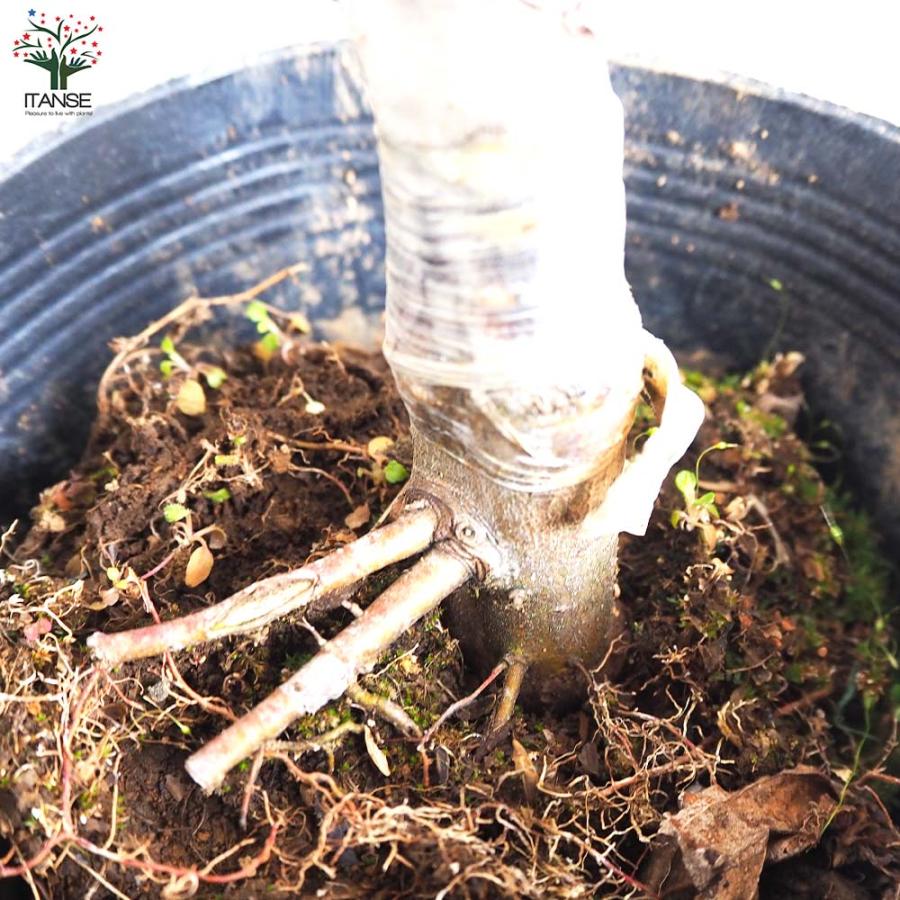 りんご苗木　津軽　王林 ２本セット+山葡萄　2苗計4苗木　１.7メートル 71ckjBzswnL._AC_UF1000,