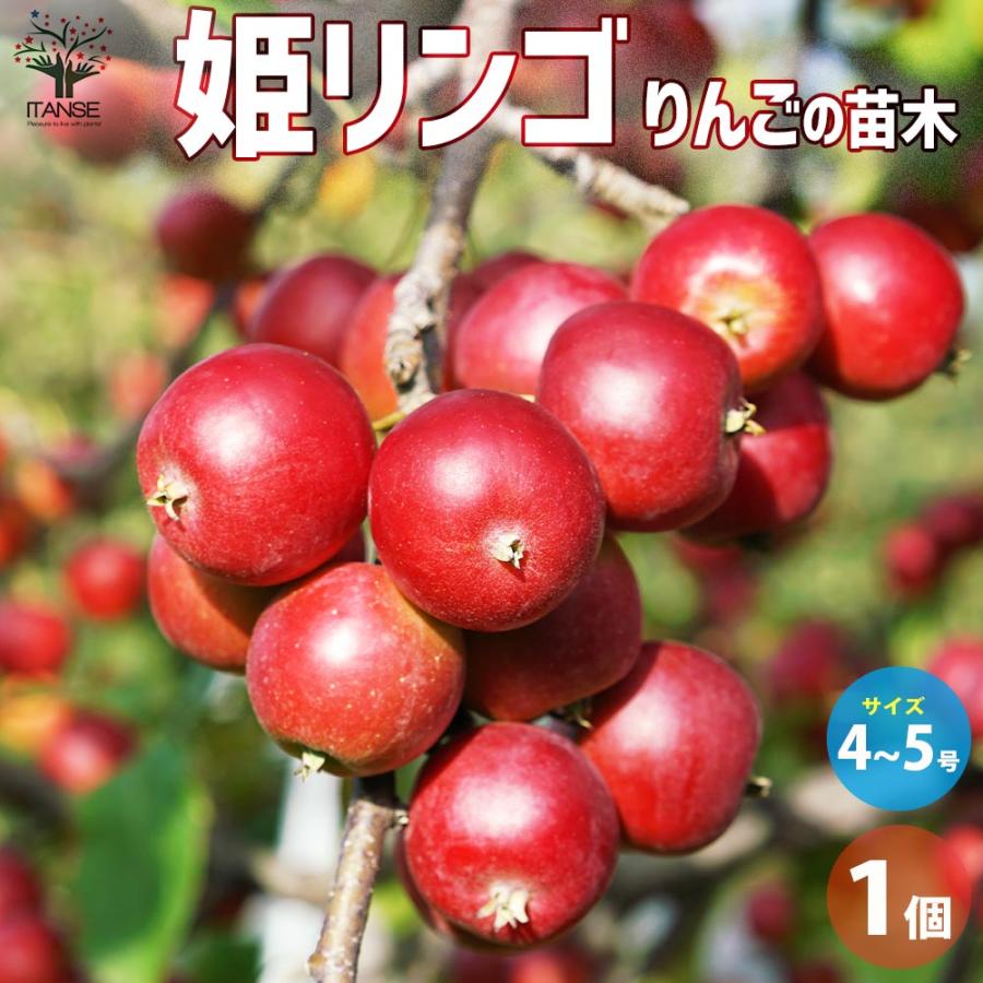 りんごの苗木 姫りんご【果樹の苗木 4〜5号ポット／1個売り