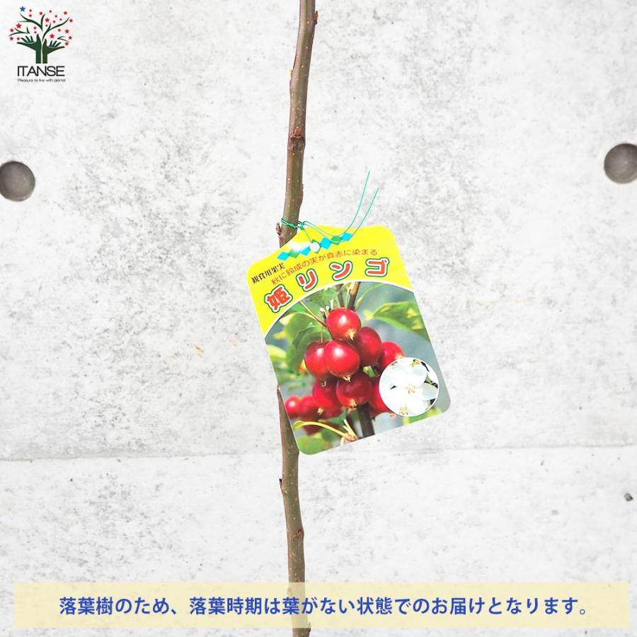 りんごの苗木 姫りんご【果樹の苗木 4〜5号ポット／1個売り