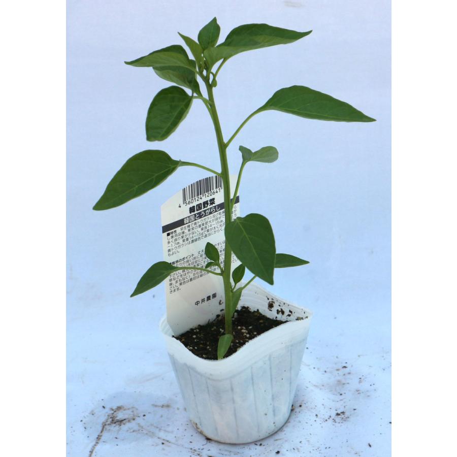 送料無料 即出荷 韓国とうがらし 野菜 セール 自根苗9cmポット 3個セット トウガラシ 唐辛子 唐がらし 露地栽培 ベランダ Red ガーデニング 家庭菜園 簡単 Pepper