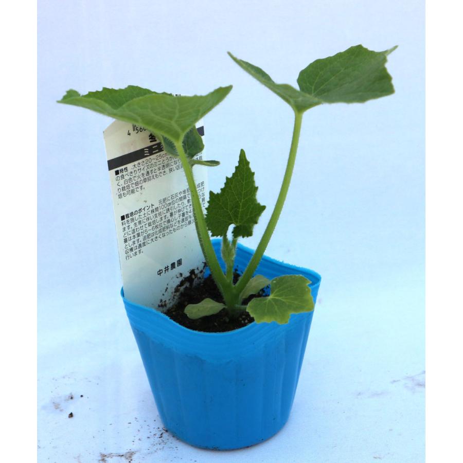 送料無料 即出荷 ミニ冬瓜 とうがん 品種 F1こまちゃん 野菜苗9cmポット 3個セット ガーデニング 家庭菜園 ベランダ 露地栽培 簡単栽培 プランター ベ 1 Itanse 748 Shopooo By Gmo 通販 Yahoo ショッピング