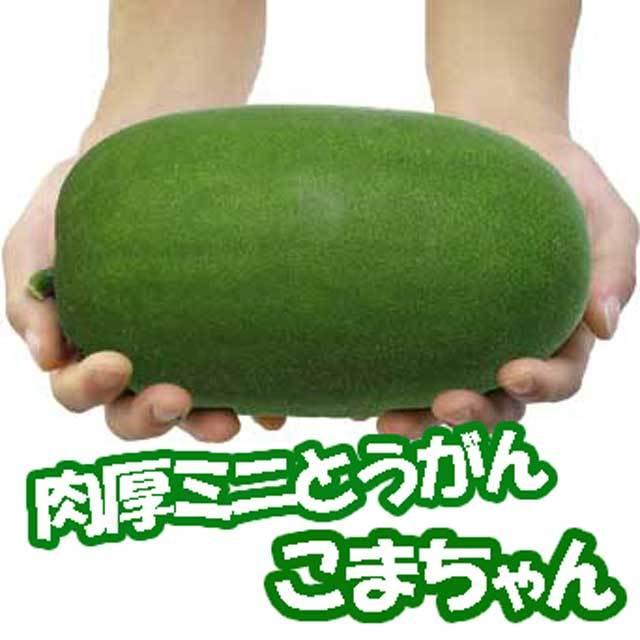 送料無料 即出荷 ミニ冬瓜 とうがん 品種 F1こまちゃん 野菜苗9cmポット 3個セット ガーデニング 家庭菜園 ベランダ 露地栽培 簡単栽培 プランター ベ 1 Itanse 748 Shopooo By Gmo 通販 Yahoo ショッピング