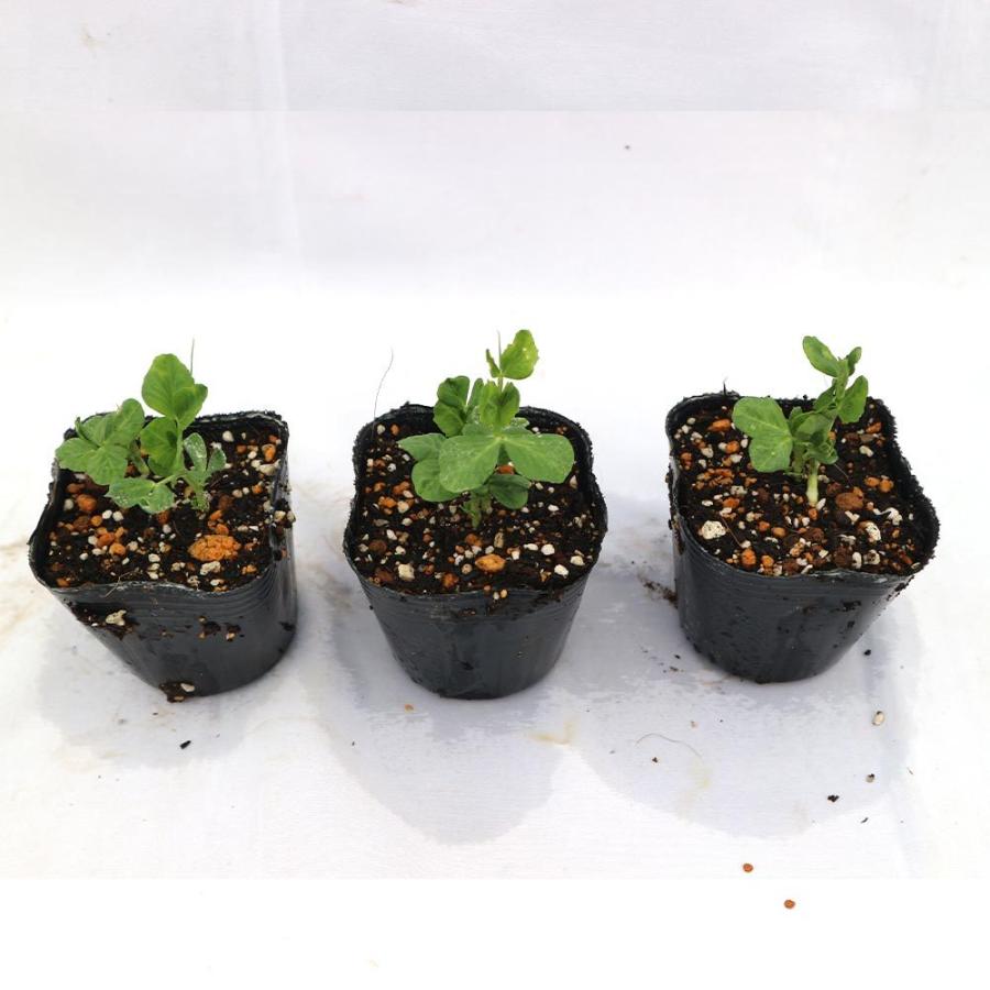 すずなり肉厚スナップエンドウ豆 春植えタイプの苗 野菜苗9cmポット 3個セット 春野菜 夏野菜 春植えプランター栽培 収穫 苗 ベランダ プランター 家庭菜園 1 Itanse 751 Shopooo By Gmo 通販 Yahoo ショッピング