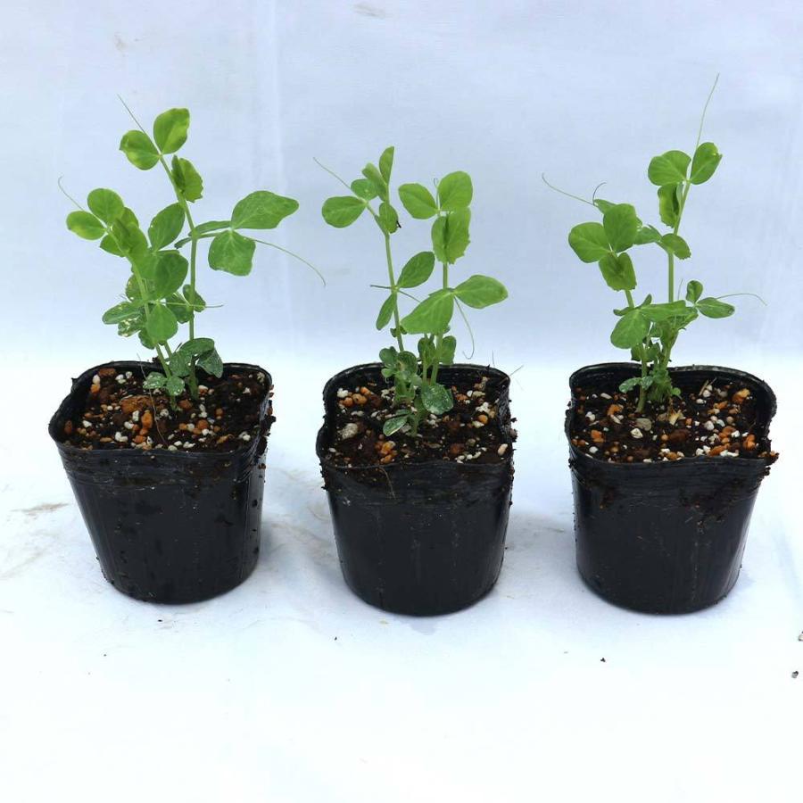 すずなりフルーツ実エンドウ豆 春植えタイプの苗 野菜苗9cmポット 3個セット 春野菜 夏野菜 春植えプランター栽培 収穫 苗 ベランダ プランター 家庭菜園 簡単 1 Itanse 755 Shopooo By Gmo 通販 Yahoo ショッピング