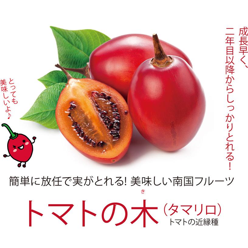 送料無料 即出荷 トマトの木 タマリロ お気に入 の苗 果樹 自根苗 10 5cmポット たまりろ苗 露地栽 果樹苗 ベランダ 2個セット 家庭菜園 タマリロ苗 ガーデニング
