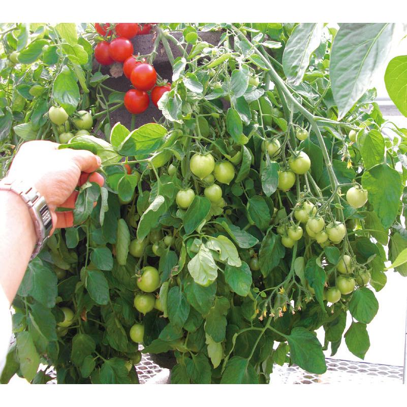 想像を超えての 送料無料 即出荷 バレンシアトマトの苗 品種 Valencia Tomato 固定種野菜苗10 5cmポット 自根苗 4個セット 中玉 トマト 大玉トマト トマト苗 家庭菜園 Originaljustturkey Com