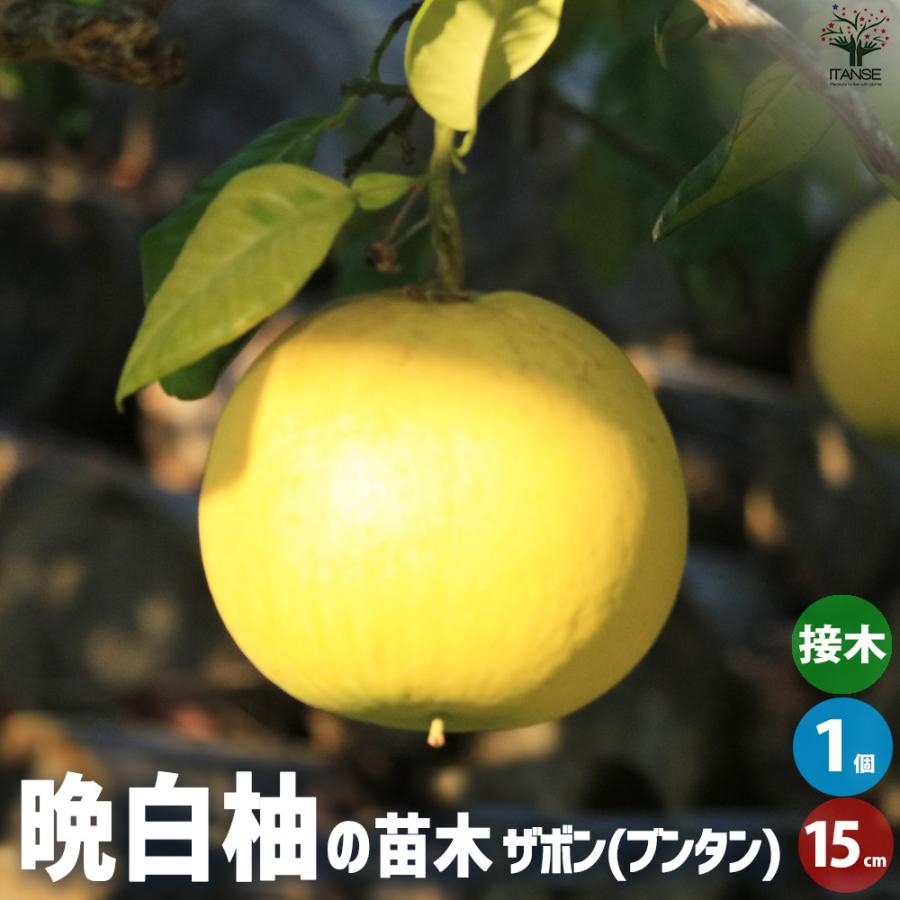 柑橘の苗 ザボン 晩白柚(バンペイユ)【果樹の苗木 15cmポット 1年生