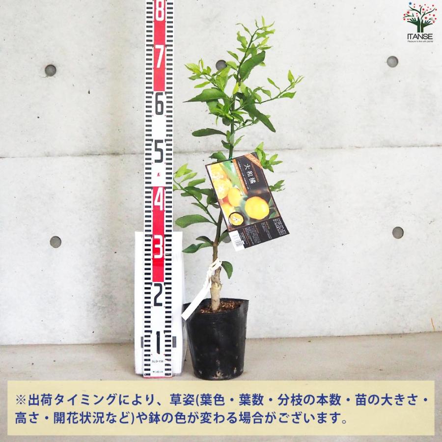 柑橘の苗 大和橘(ヤマトタチバナ)【果樹苗／15cmポット接木苗／1個売り