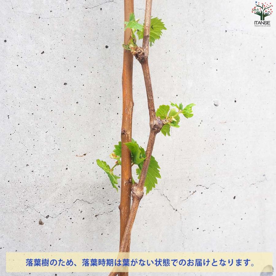 ぶどうの苗 品種：マイハート【果樹の苗 12cmポット 1年生 接木