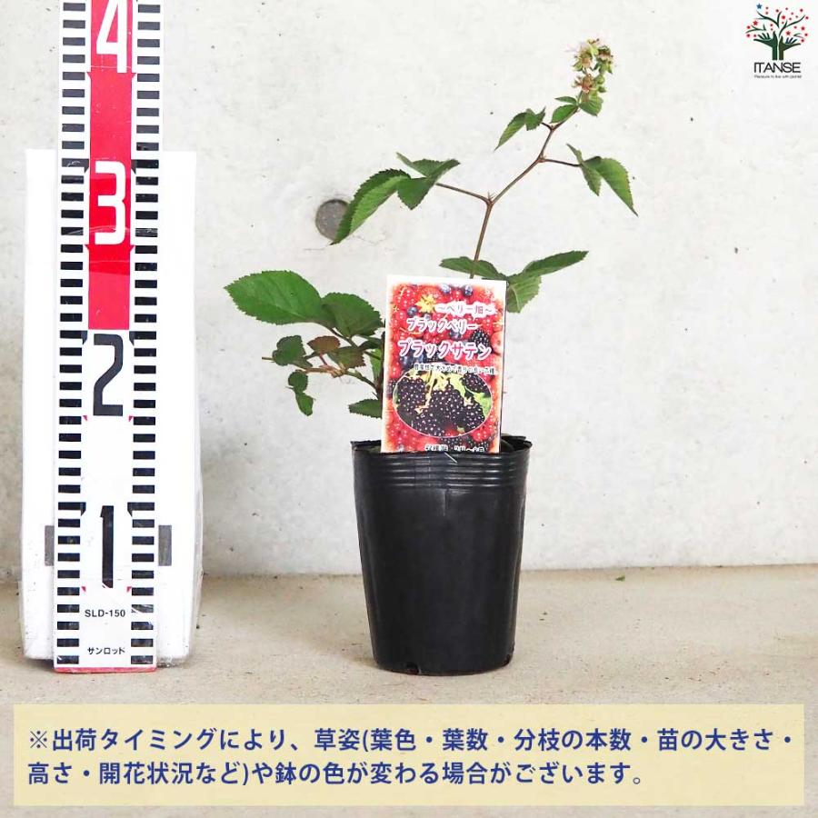ブラックベリーの苗木 ブラックサテン【果樹苗／12cmポット挿し木苗／1