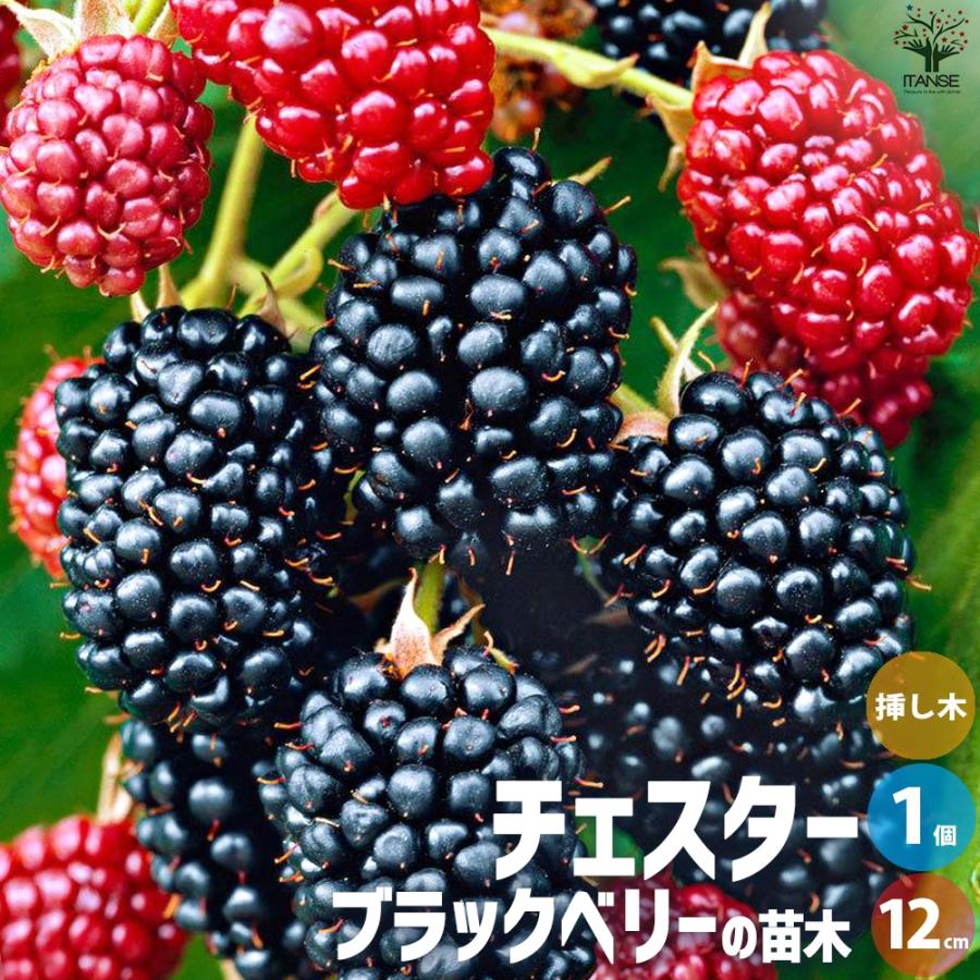 ブラックベリーの苗木 チェスター【果樹苗／12cmポット挿し木苗／1個