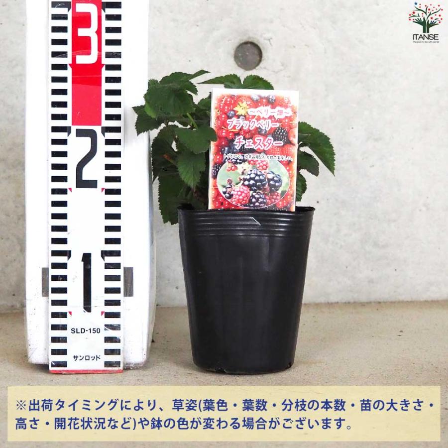 ブラックベリーの苗木 チェスター【果樹苗／12cmポット挿し木苗／1個