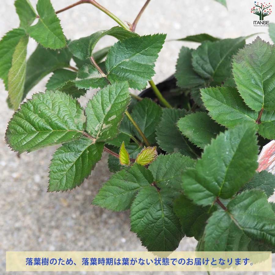 ブラックベリーの苗木 チェスター【果樹の苗 12cmポット 1年生 挿し木