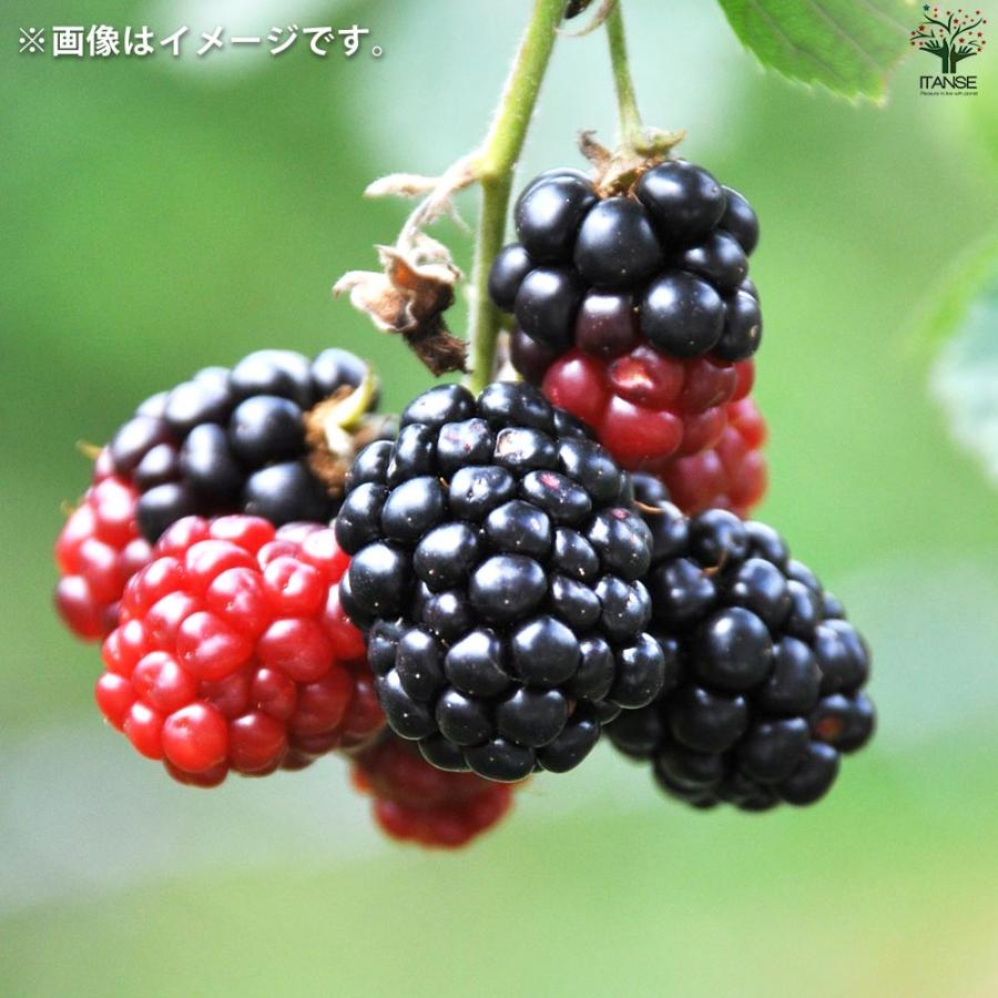 ブラックベリーの苗木 チェスター【果樹の苗 12cmポット 1年生 挿し木