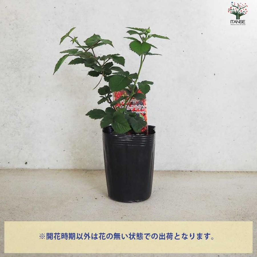 ブラックベリーの苗木 トリプルクラウン【果樹の苗 12cmポット 1年生