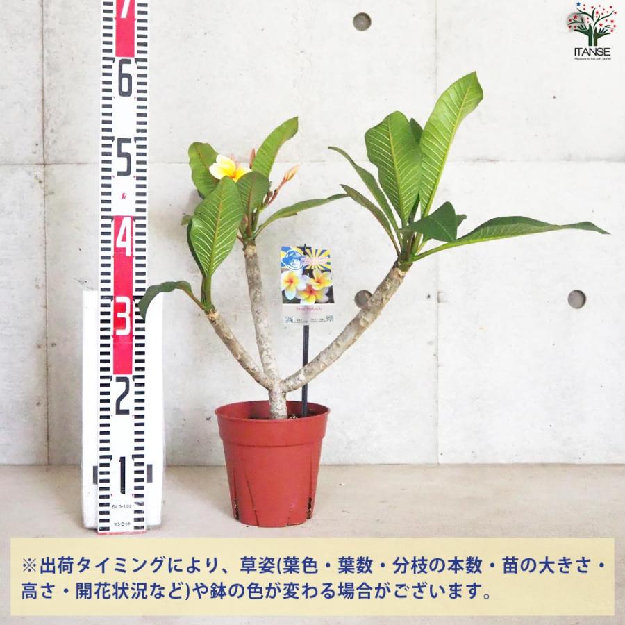 プルメリア苗木 品種：サンスプラッシュ【花苗 5号鉢／1個売り