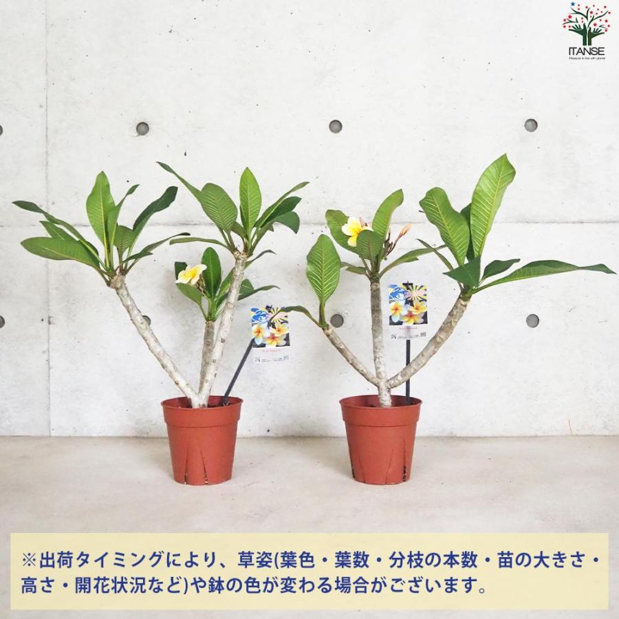 プルメリア苗 プルメリア苗木 品種：サンスプラッシュ【花苗 5号鉢／1個売り