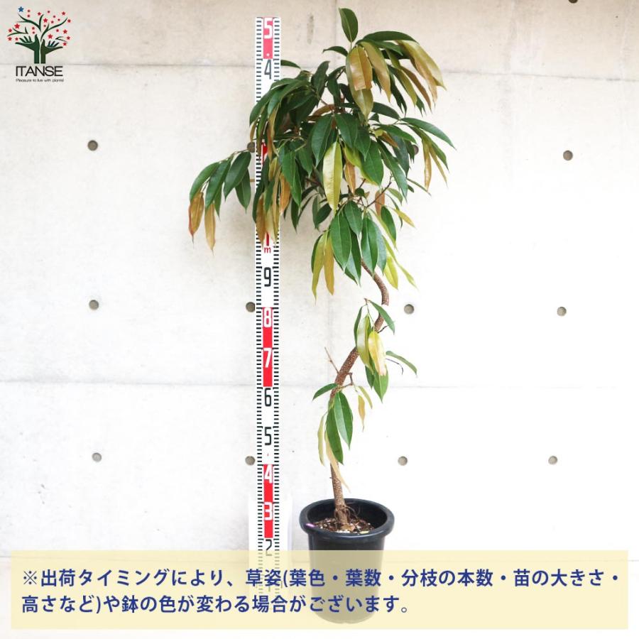 湘南ゴム アムステルダム (フィカス・アムステルダム キング)【観葉