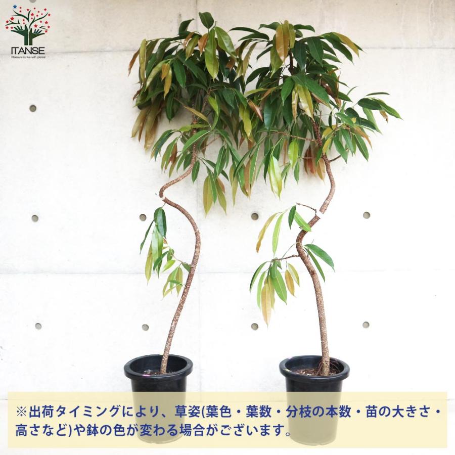 湘南ゴム アムステルダム (フィカス・アムステルダム キング)【観葉