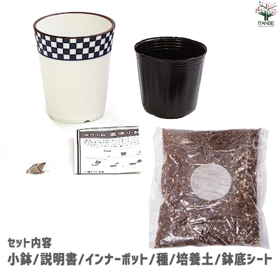 栽培セット 青じそ 染付小紋 薬味小鉢【野菜の苗／1個売り】 : shopooo