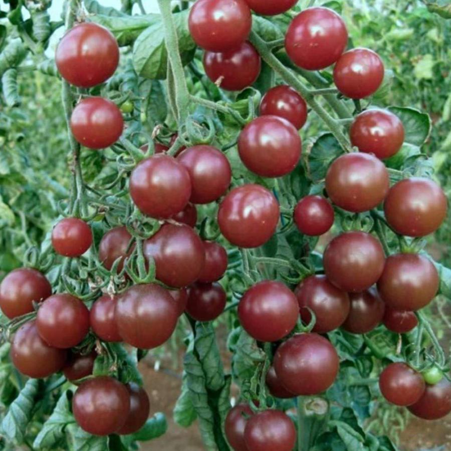 正規販売店 サイクルトレーナー 自転車 エアロ ビクス バイク トレーニング スピンバイク ローラー台 フィットネスバイク Originaljustturkey Com