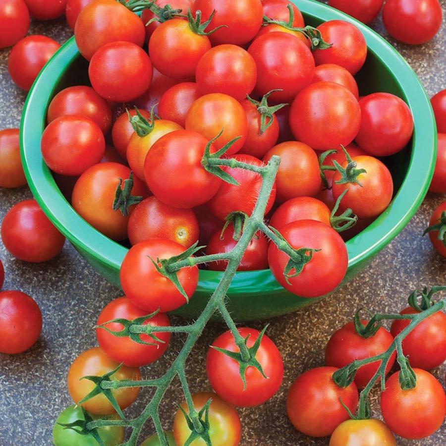 新品 送料無料 即出荷 ドルチェレッド 高糖度薄皮ミニトマト苗 赤実 9cmポット自根苗 2個セット 野菜苗 トマト苗 プチトマト苗 みにとまと苗 新品種 多収穫 長 Wantannas Go Id