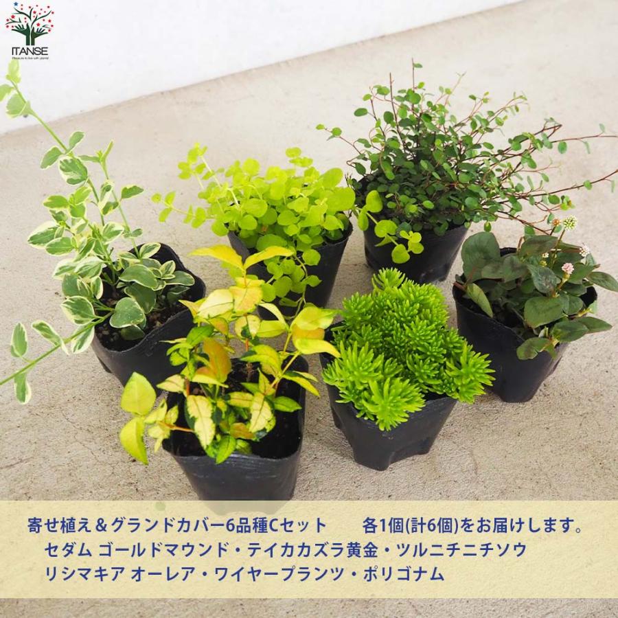 宿根(ᵔᴥᵔ)挿し穂　寄せ植えにも♡ほったらかし♡グランドカバー グランドカバーにも寄せ植えにも使える！リーフCセット 6品種1個【花苗