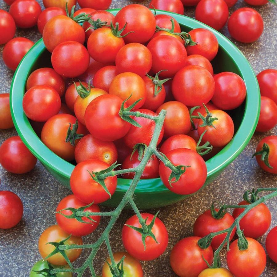 人気商品ランキング 送料無料 即出荷 マイクロトマトの苗 赤実 品種 マイクロビーズ 9cmポット自根苗 2個セット 野菜苗 ミニトマト苗 プチトマト苗 みにとまと苗 家庭菜園 ガ Aynaelda Com