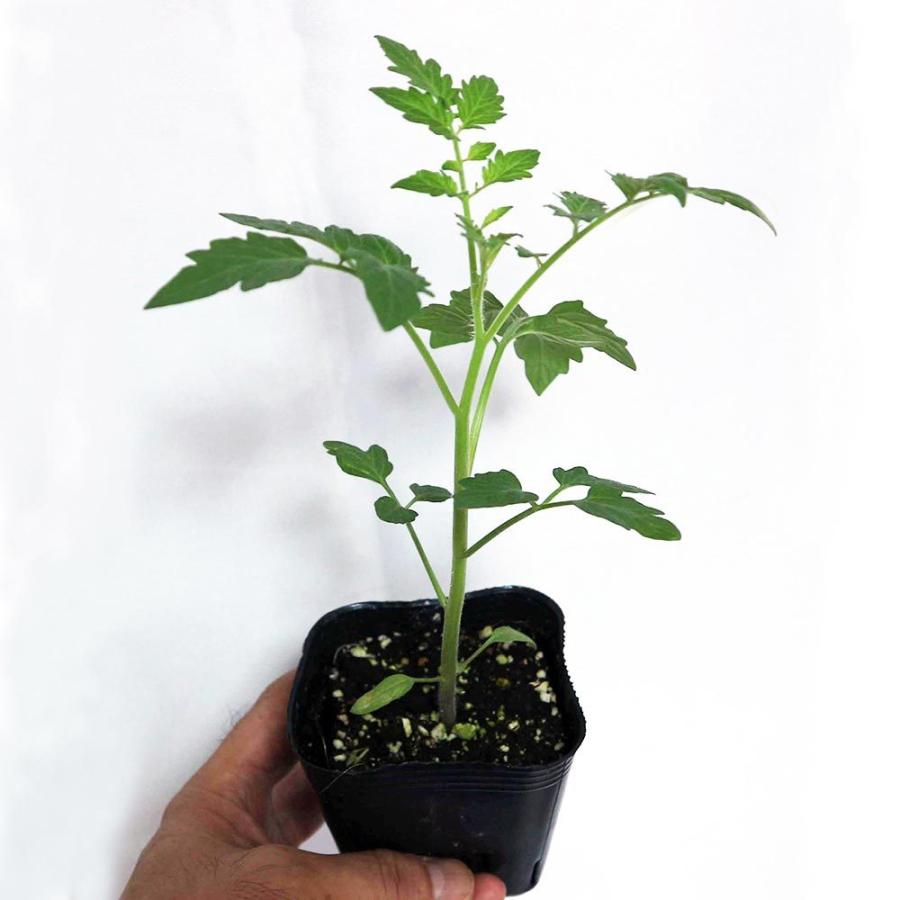 送料無料 即出荷 テーブルトマト レッド ミニトマト苗 9cmポット自根苗 赤実4個セット 家庭菜園 野菜苗 プチトマト苗 日本の職人技 ガーデ 多収穫 みにとまと苗 人気