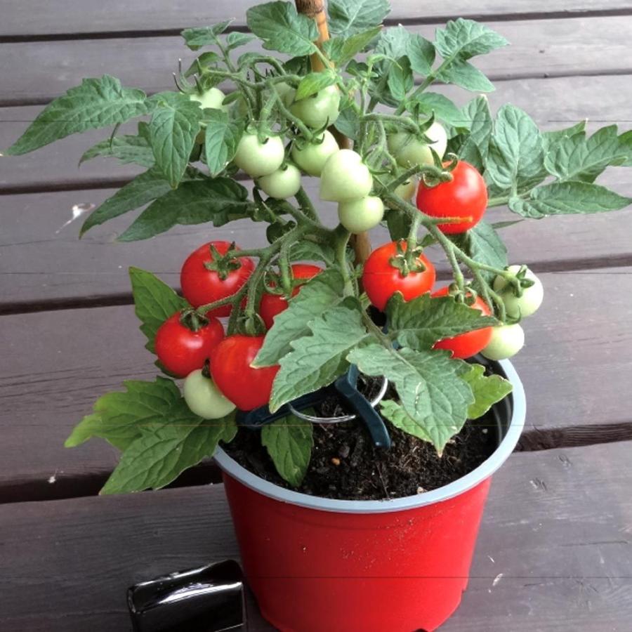 送料無料 即出荷 テーブルトマト レッド ミニトマト苗 9cmポット自根苗 赤実4個セット 家庭菜園 野菜苗 プチトマト苗 日本の職人技 ガーデ 多収穫 みにとまと苗 人気