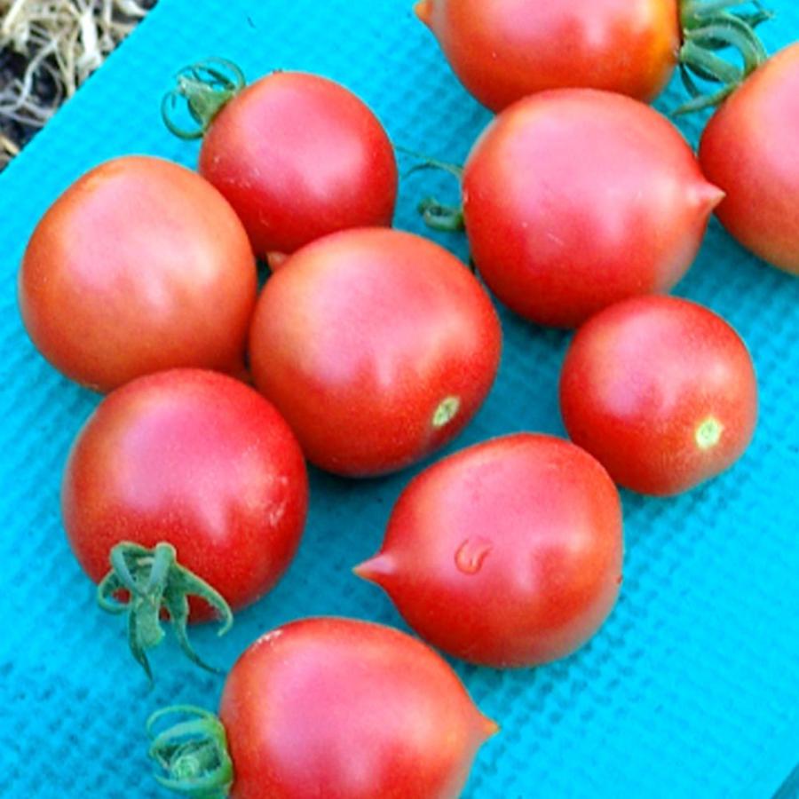 送料無料 即出荷 テーブルトマト レッド ミニトマト苗 9cmポット自根苗 赤実4個セット 家庭菜園 野菜苗 プチトマト苗 日本の職人技 ガーデ 多収穫 みにとまと苗 人気