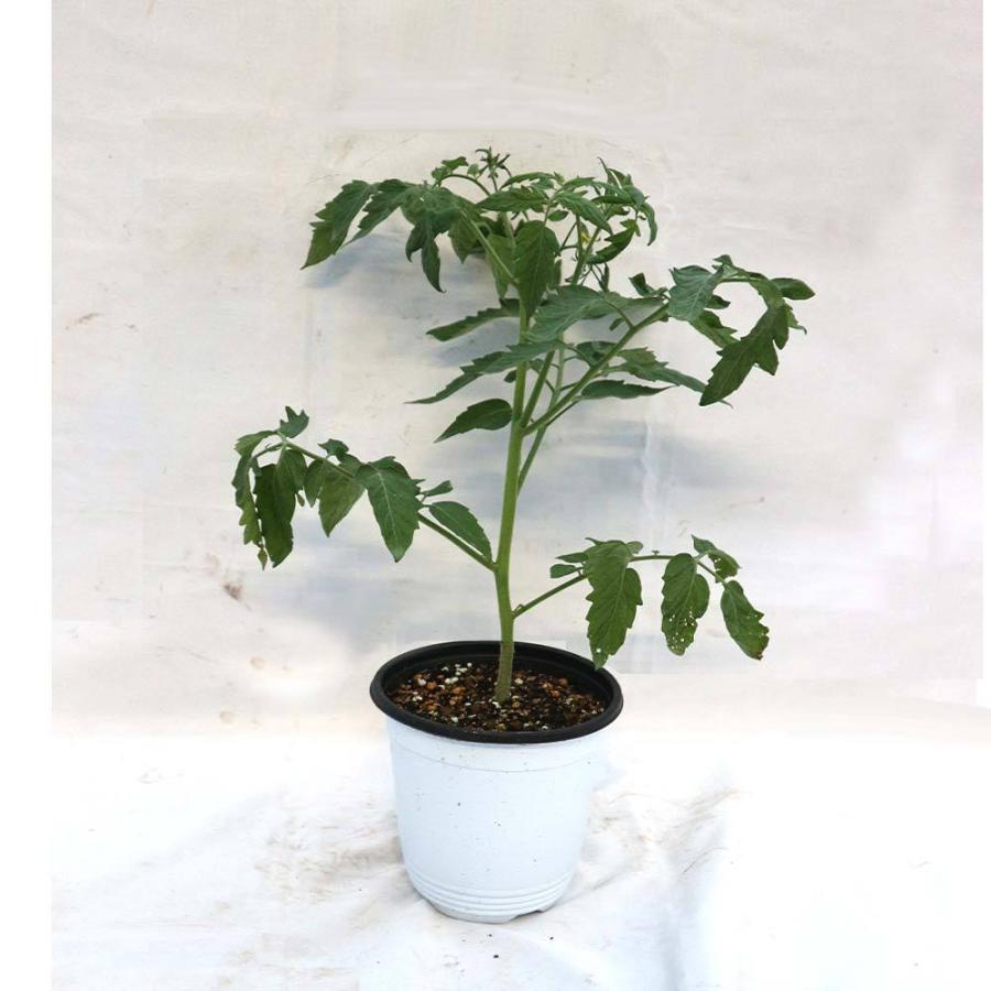 送料無料 即出荷 テーブルトマト レッド イエロー ミニトマト大苗 18cm硬質ポット自根苗 赤実 黄色実 各1個 スティック肥料4本 多収穫 野菜苗 みに 1 Itanse 842 Shopooo By Gmo 通販 Yahoo ショッピング