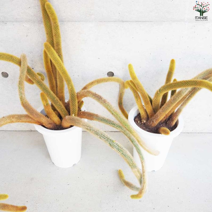 ヒモサボテン 黄金紐 オウゴンチュウ【多肉植物 7号鉢／1個売り