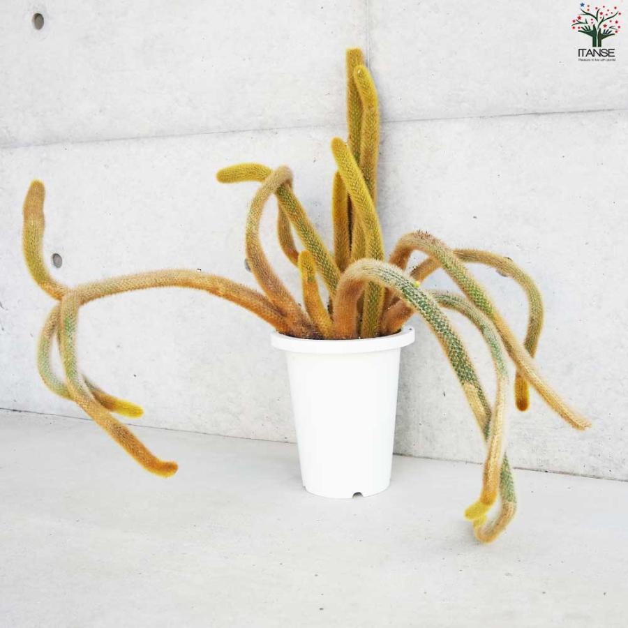 ヒモサボテン 黄金紐 オウゴンチュウ【多肉植物 7号鉢／1個売り