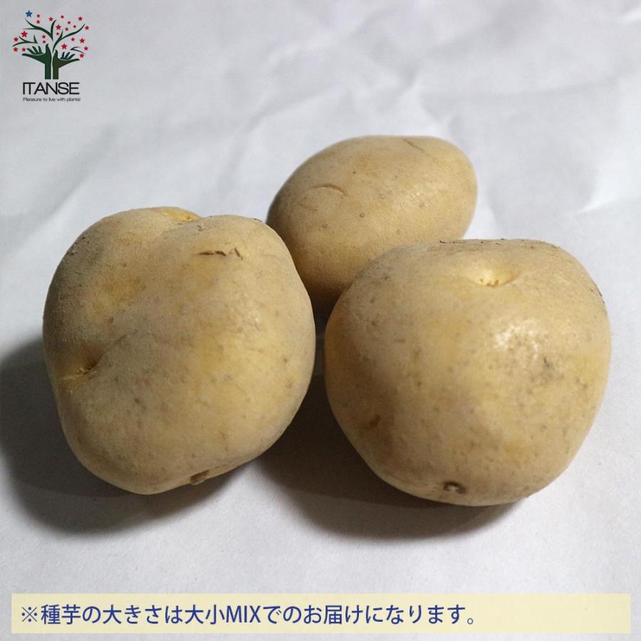 秋植えじゃがいもの種芋　品種：ニシユタカ　40kg(充填時)