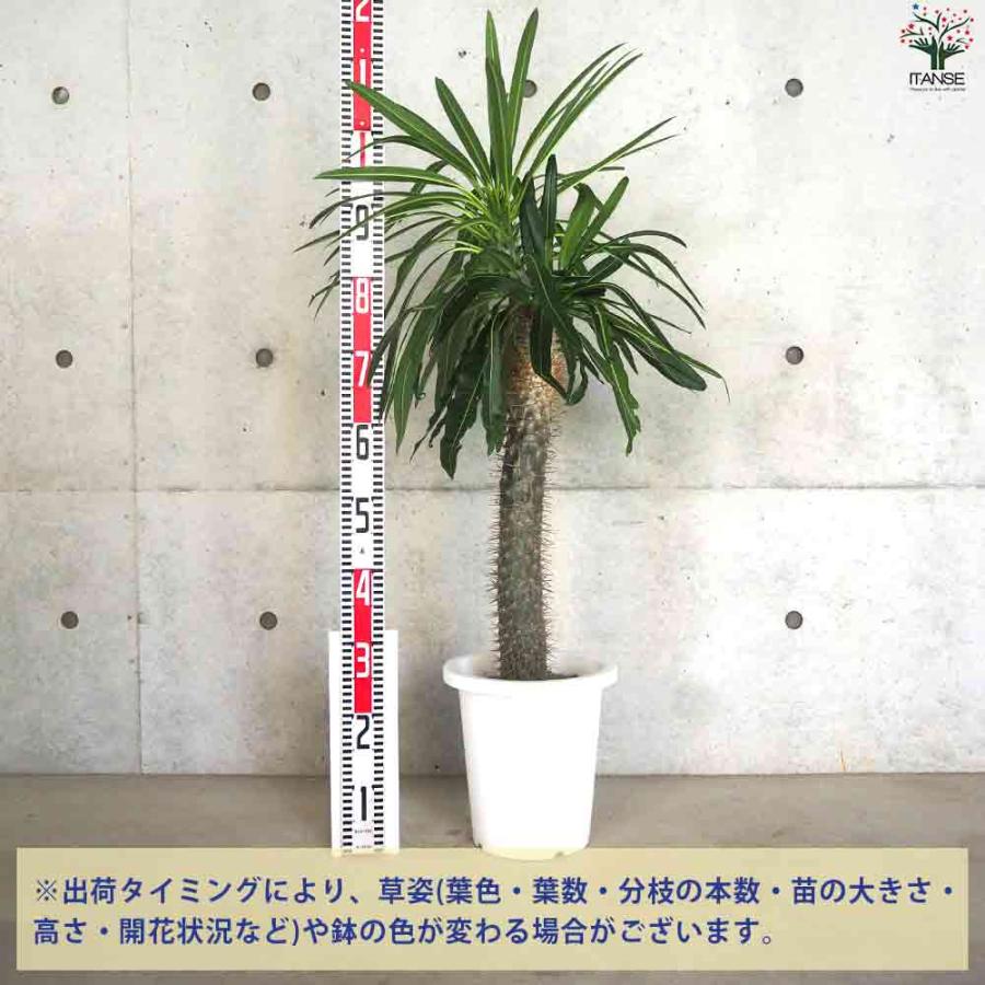 パキポディウム ラメリー 【多肉植物 8号鉢／1個売り】 : shopooo by