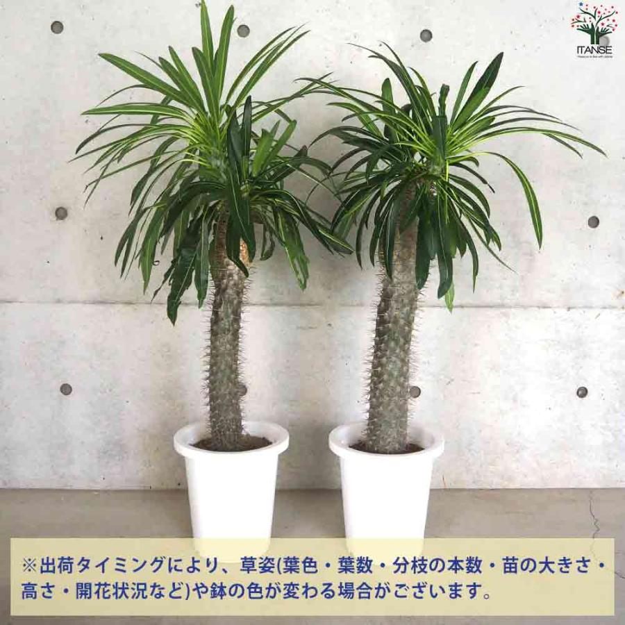 パキポディウム ラメリー 【多肉植物 8号鉢／1個売り】 : shopooo by 