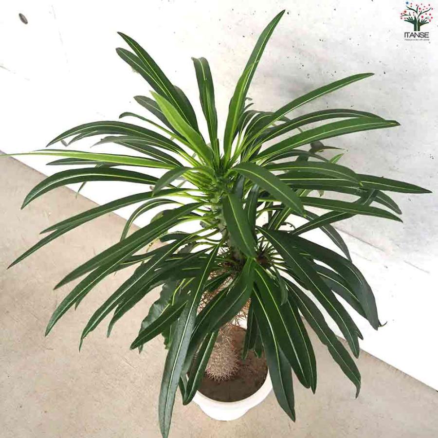 パキポディウム ラメリー 【多肉植物 8号鉢／1個売り】 : shopooo by 