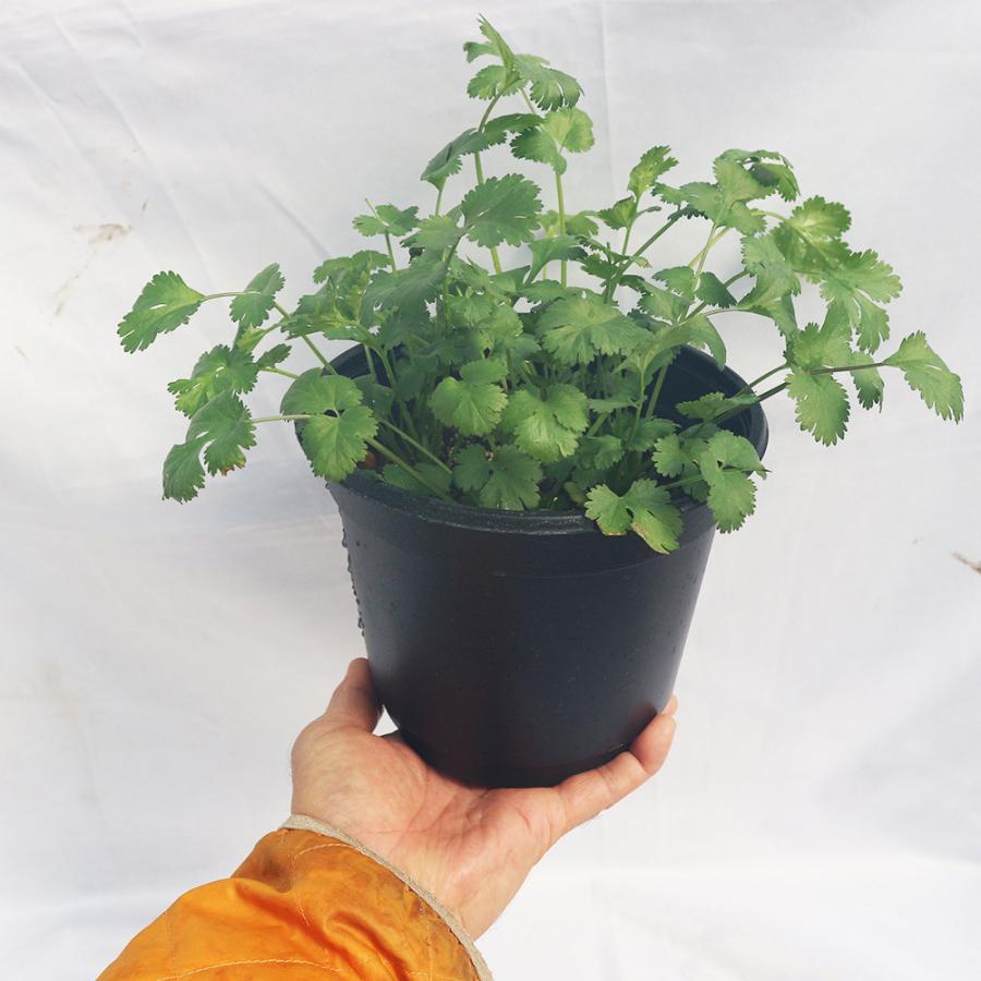パクチーの苗 品種 晩抽性コリアンダー エスニカン 野菜苗18cmポット 大苗 1個 スティック肥料2本 ぱくちー苗 こりあんだー苗 ハーブ ハーブ苗 香菜 シャン 1 Itanse 875 Shopooo By Gmo 通販 Yahoo ショッピング