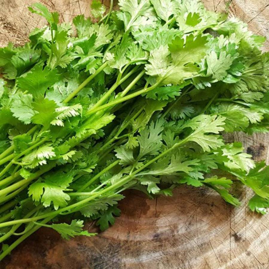 パクチーの苗 品種 晩抽性コリアンダー エスニカン 野菜苗18cmポット 大苗 1個 スティック肥料2本 ぱくちー苗 こりあんだー苗 ハーブ ハーブ苗 香菜 シャン 1 Itanse 875 Shopooo By Gmo 通販 Yahoo ショッピング
