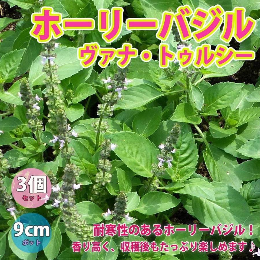 ホーリーバジル ヴァナ トゥルシー ハーブ苗9cmポット 3個セット 送料無料 1 Itanse Shopooo By Gmo 通販 Yahoo ショッピング