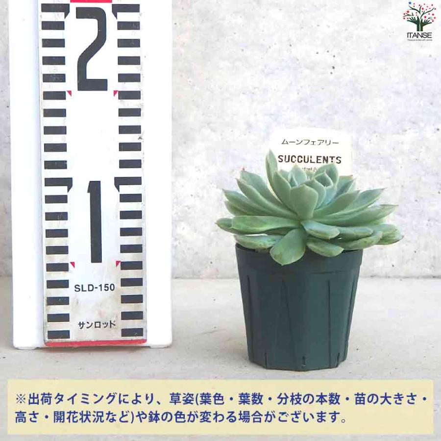 Top【選抜株】多肉植物　15439ムーン　フェアリー錦　36個　鉢無し/脱土 エケベリア ムーンフェアリー 【多肉植物 2.5号鉢／1個売り