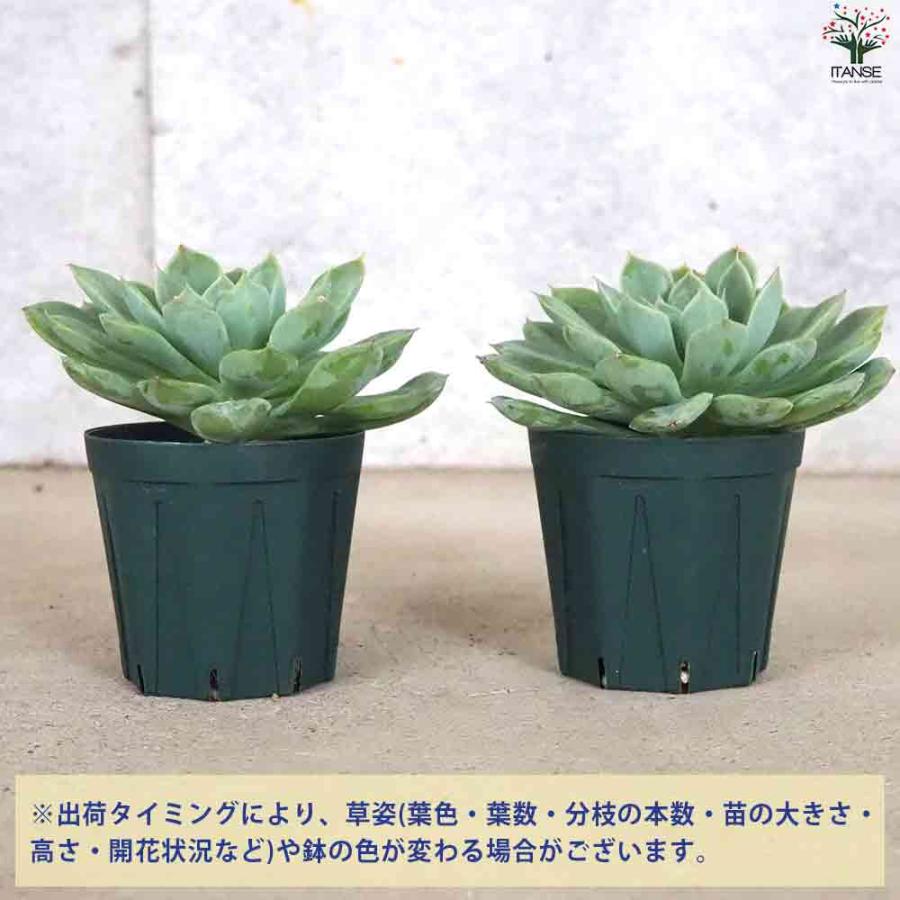 エケベリア ムーンフェアリー 【多肉植物 2.5号鉢／1個売り