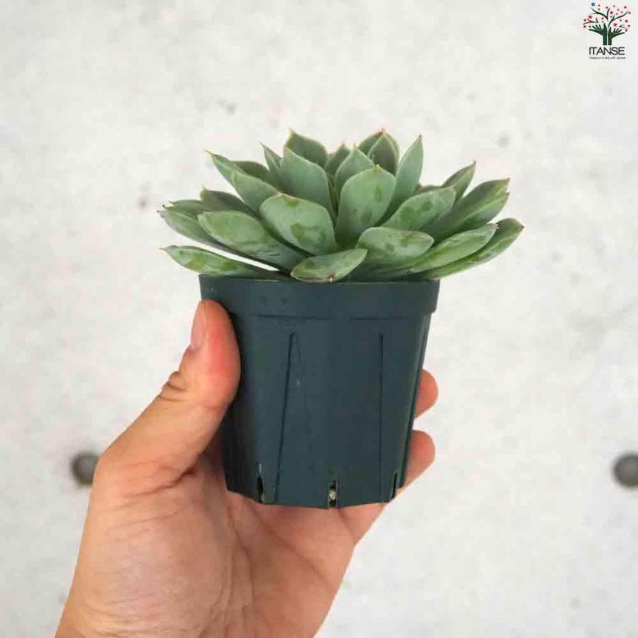 エケベリア ムーンフェアリー 【多肉植物 2.5号鉢／1個売り