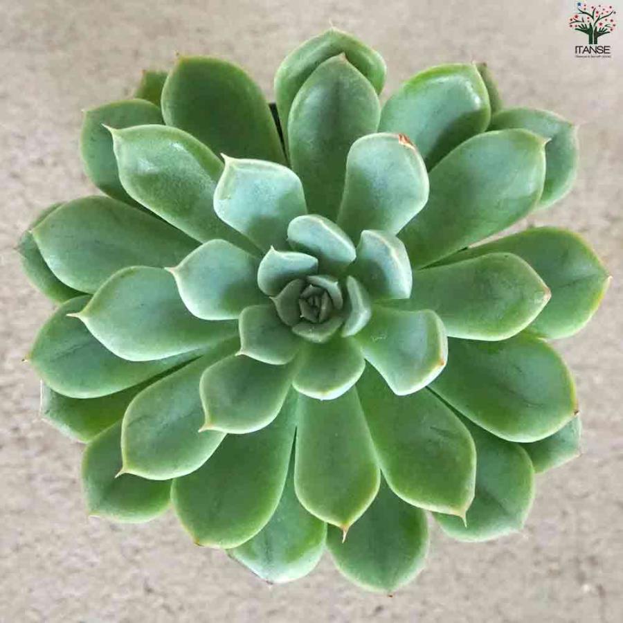 エケベリア ムーンフェアリー 【多肉植物 2.5号鉢／1個売り