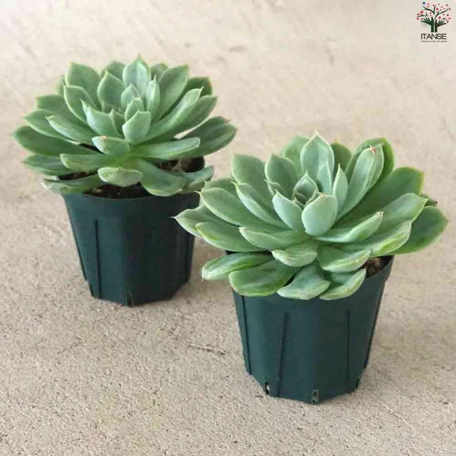 エケベリア ムーンフェアリー 【多肉植物 2.5号鉢／1個売り
