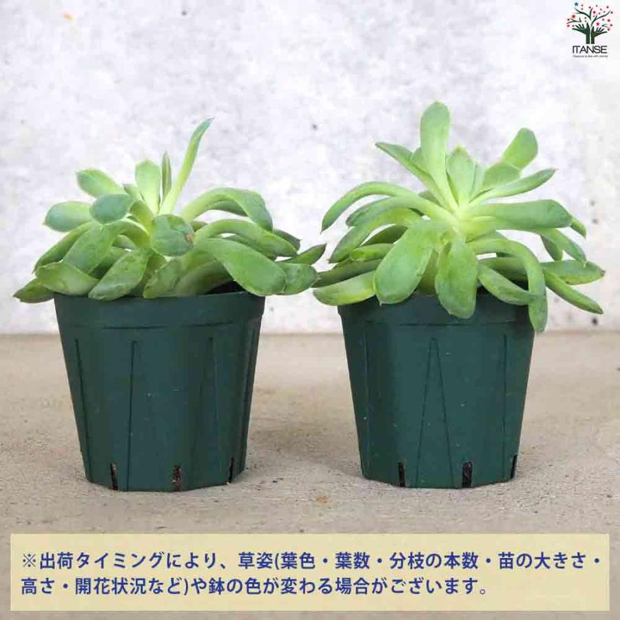 エケベリア 花うらら 【多肉植物 2.5号鉢／1個売り】｜itempost｜04